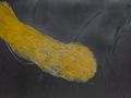 31.-End-2020-graphite-and-egg-termpera-on-linen-cm.-390x980