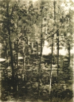 Bosque-verde