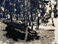 Bosque de sombras
