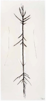 De la serie Anima Mundi XVIII